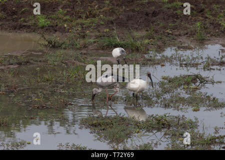 Asian Openbill. Anastomus oscitans, Black-headed IbisThreskiornis Melanocephalus. Erwachsene Vögel füttern am Wasserloch. Sri Lanka. Stockfoto