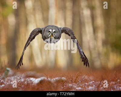 Bartkauz oder Bartkauz (Strix Nebulosa) ist eine sehr große Eule, als größte Art der Welt von Owl durch Länge dokumentiert. Stockfoto