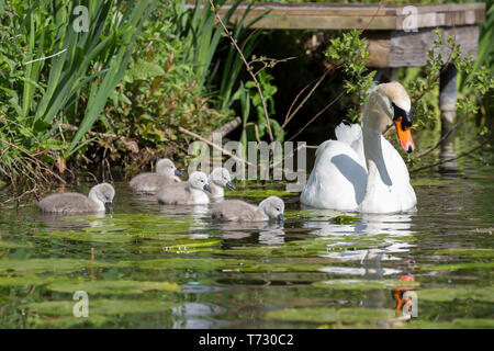 Schöne Nahaufnahme von stummen Schwan Elternteil (Cygnus Farbe UK) im Freien mit fünf Baby-Cygnets Küken im Frühjahr Sonnenschein Schwimmen in natürlichen Lebensraum, UK Teich. Stockfoto