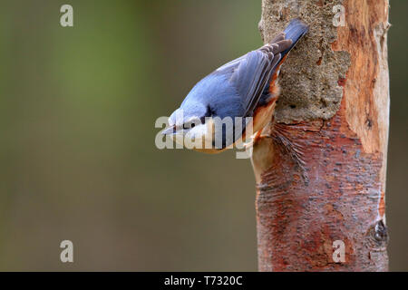 Kleiber, Sitta europaea auf einem Baumstamm Bird Feeder, ywt Adel Dam, Leeds, West Yorkshire, England, UK. Stockfoto