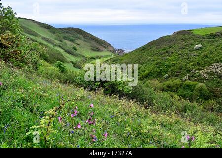 Kiefer Haven Cove Stockfoto