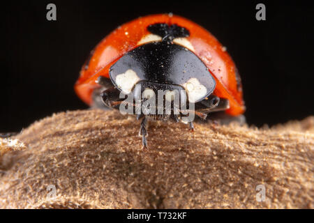 Kleine rote Marienkäfer mit 4 Punkte auf braun Blatt Makro Fotografie Stockfoto
