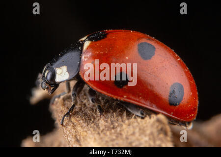 Kleine rote Marienkäfer mit 4 Punkte auf braun Blatt Makro Fotografie Stockfoto
