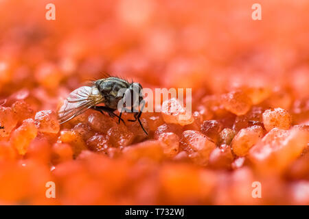 Eine Makroaufnahme einer Fliege auf einem Zucker orangen Hintergrund. Haus fliege insekt Nahaufnahme Stockfoto