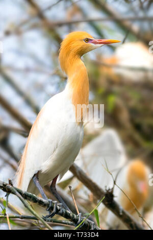 Weißen Kuhreiher ist im Bambus Bäume gefunden am See in Pokhara Nepal. Mehr als hundert Reiher Vögel mit Nester, die Zucht wurde. Stockfoto