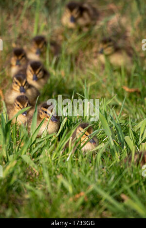 Ein Porträt von einigen baby Enten durch einige hohe Gras hinter ihrer Mutter. Sie sind zu Fuß in einer niedlichen Reihe hinter einander. Stockfoto