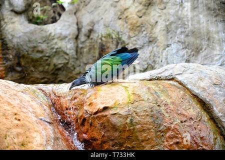 Gefunden auf kleinen Inseln und in den Küstenregionen von der Andaman und Nicobar Inseln, Indien, im Osten durch den Malaiischen Archipel, auf den Salomonen und Pal Stockfoto