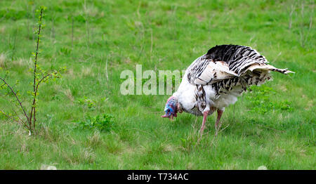 Die Türkei im Gras. Heimische Vogel. Menge der Truthähne. Stockfoto