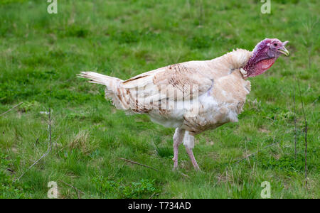 Die Türkei im Gras. Heimische Vogel. Menge der Truthähne. Stockfoto