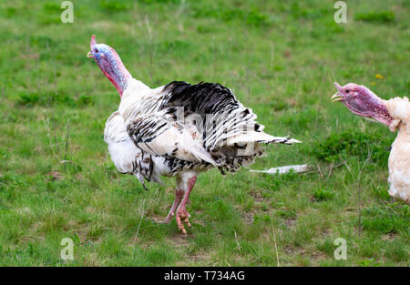 Die Türkei im Gras. Heimische Vogel. Menge der Truthähne. Stockfoto