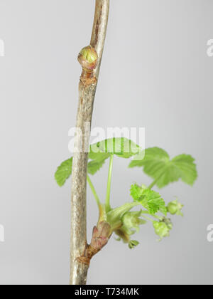 Bud beeinträchtigt durch Schwarze Johannisbeere gall Milbe oder Big Bud Milbe, Cecidophyopsis ribis, eine schwere Pest schwarze Johannisbeeren ernten. Stockfoto