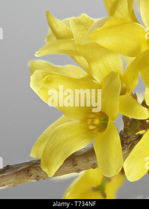 Forsythia ovata, weiß, gemeinhin als Ostern Baum oder Forsythia Stockfoto