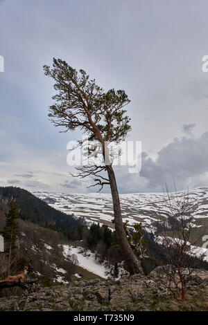Einsamer Baum über eine Klippe auf dem Hintergrund der Schnee in den Bergen Stockfoto