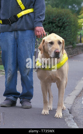 Blindenhund für Blinde wandern mit Besitzer auf Pflaster Stockfoto