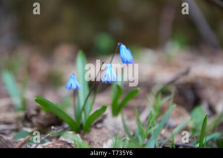 Scilla. Blausterne. Ihre Blüten sind in der Regel blau, sondern weiß, rosa und purpur-Typen sind die meisten Blüte im Frühjahr bekannt, aber ein paar sind Herbst - flowerin Stockfoto