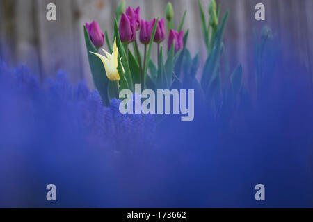 Eine einzelne White Tulip erhebt sich über einem Meer von traubenhyazinthen und lila Tulpen in einem Garten im Hinterhof Anfang Mai. Stockfoto