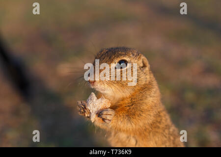 Europäischen Boden Eichhörnchen stehend auf dem Feld. Spermophilus citellus wildlife Szene aus der Natur. Europäischen souslik Holding Herz. Stockfoto