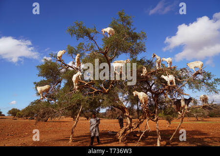Ziegen klettern und füttern Sie die Muttern der Arganbaum (Argania spinosa) Bäume, im südwesten Marokkos, auf dem Weg nach Essaouira. Einem dornigen Baum mit knorrigen Stamm, Stockfoto