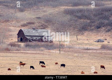 Alte historische Gehöfte Punkt der Landschaft, der Prärien in Kanada wie diesem in der Nähe von Calgary, Alberta, Kanada Stockfoto