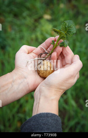 Gekeimt Kartoffelknolle mit grünen Blättern in Frauenhand. Saatkartoffeln in natürlichen verschwommenen Hintergrund. Grüner Hintergrund mit geringer Tiefenschärfe. Stockfoto