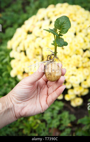 Gekeimt Kartoffelknolle mit grünen Blättern in der Hand der Frau. Saatkartoffeln in natürlichen verschwommenen Hintergrund. Geringe Tiefenschärfe. Stockfoto