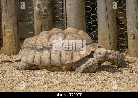 Riesenschildkröten zu Fuß auf den Sand. Stockfoto