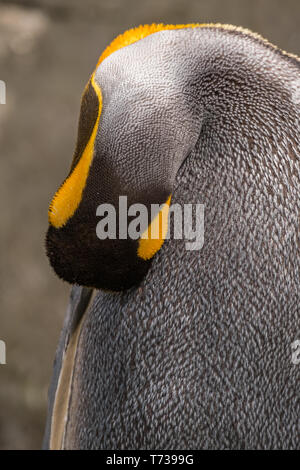 Porträt einer königspinguin schlafen Stockfoto