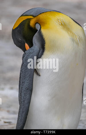 Porträt einer königspinguin schlafen Stockfoto