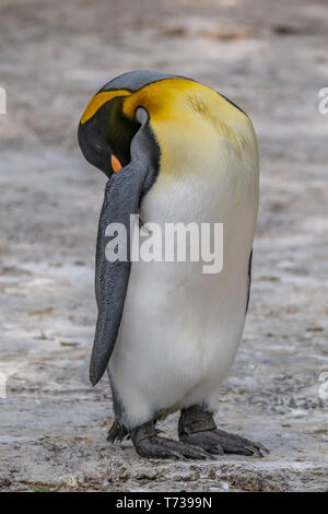 Porträt einer königspinguin schlafen Stockfoto