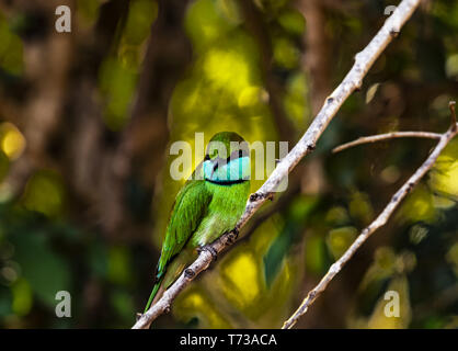 Yala NP-Green Bee Eater Stockfoto