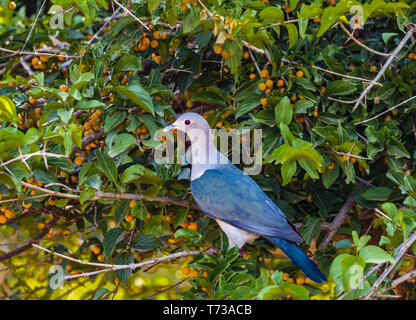 Yala NP-Green Imperial Pigeon Stockfoto