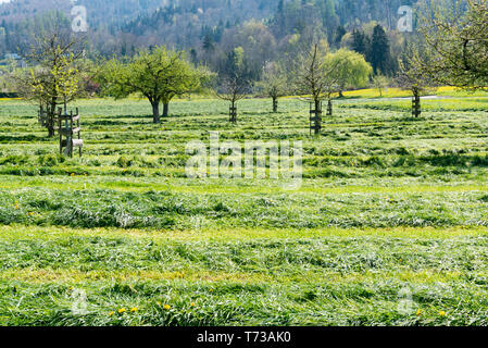 Frisch gemähten Wiesen und Felder mit blühenden junge Obstbäume in einem Obstgarten und Wald hinter Stockfoto