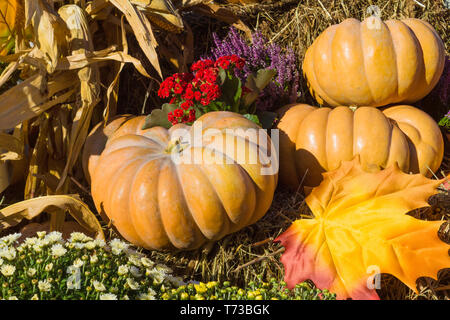 Herbstliche Dekoration mit Kürbissen. Hintergrund für den Herbst, Halloween und Thanksgiving Stockfoto