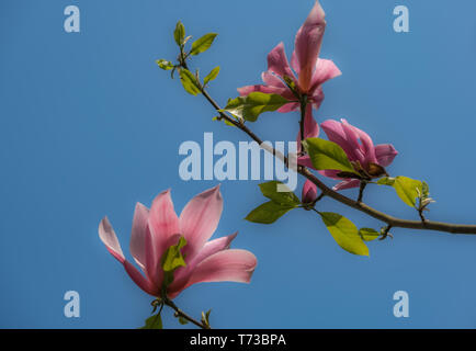 Magnolia Knospen beginnen zu blühen vor einem klaren blauen Himmel. Stockfoto