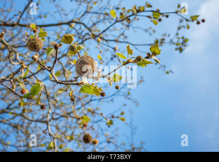 Ahornblättrige Platane (Platanus × Hispanica) Baum mit Saatgut Kugeln Stockfoto