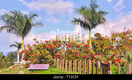 Ein helles Rosa Holzbank mitten in einem Park auf Teneriffa im Norden, zwei große Palmen und einem großen Busch mit Weihnachtsstern rot und verschiedenen Flow Stockfoto