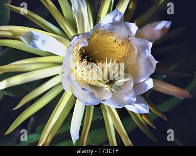 Die einzelnen Blüten haben nur eine Lebensdauer von ein paar Stunden, die Königin der Nacht, Harrisia Pomanensis, Blüten in der Nacht, hier ist eine große, offene Blüte Stockfoto