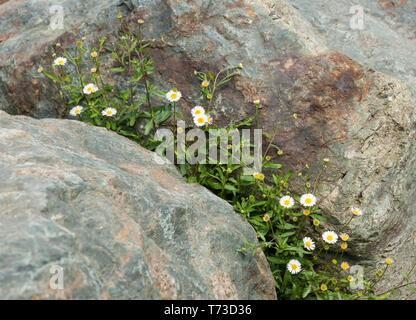 Weißen Gänseblümchen wachsen in die felsenhöhle zwei Felsen Stockfoto