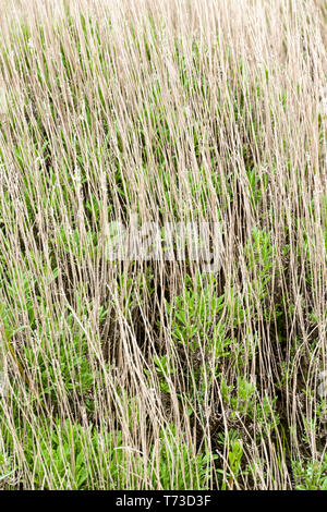 Masse der trockene Stiele von Lavendel Typ Pflanze, gute Textur Stockfoto