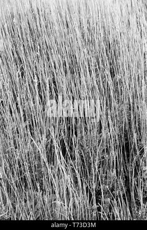 Masse der trockene Stiele von Lavendel Typ Pflanze, gute Textur Stockfoto