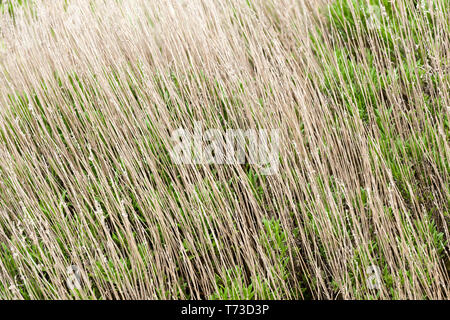 Masse der trockene Stiele von Lavendel Typ Pflanze, gute Textur Stockfoto