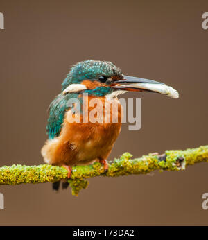 Eisvogel in seiner natürlichen Umgebung am Ufer des Flusses Stockfoto