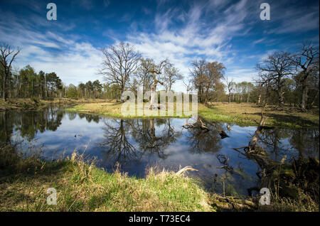 Altarm der Warthe, Polen. Stockfoto