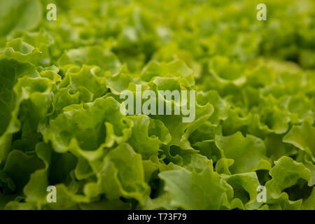 Detail der Blätter der Sämling von grünem Salat Gemüse wächst in einem Gewächshaus Stockfoto