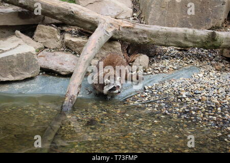 Waschbär HD Wallpaper Cute Natur Fotografie Waschbär Trinkwasser und Kletterbaum in Zoo in Deutschland Hintergrund Bild Foto Bild lustige Tiere Stockfoto