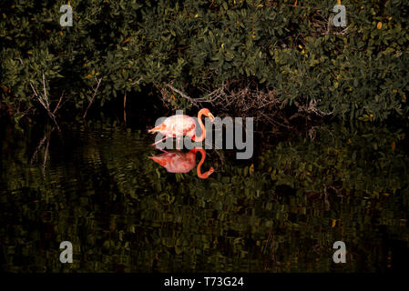 Karibik (Amerikanische) Flamingos in den Lagunen von Puerto Villamil auf Isabela Island, Galapagos. Stockfoto