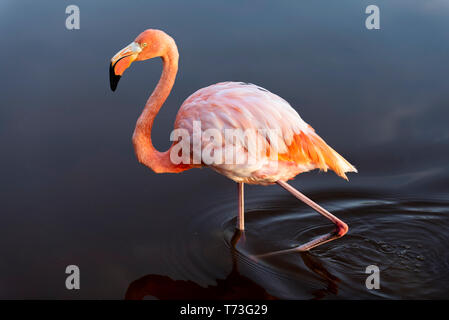 Karibik (Amerikanische) Flamingos in den Lagunen von Puerto Villamil auf Isabela Island, Galapagos. Stockfoto