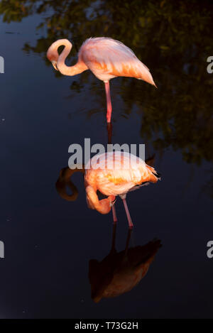 Karibik (Amerikanische) Flamingos in den Lagunen von Puerto Villamil auf Isabela Island, Galapagos. Stockfoto