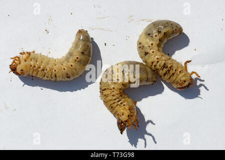 Close-up drei Europäischen Nashorn Käfer Larven auf weißem Hintergrund in hellem Sonnenlicht. Stockfoto