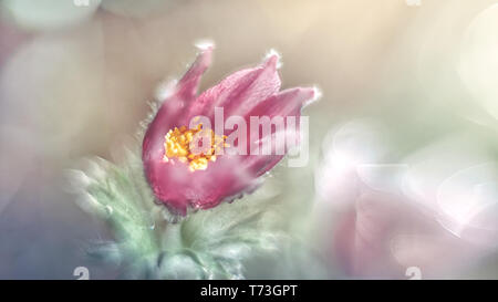 Schönen lila flauschige Blume orientalische Pulsatilla patens Küchenschelle im frühen Frühling. Stockfoto
